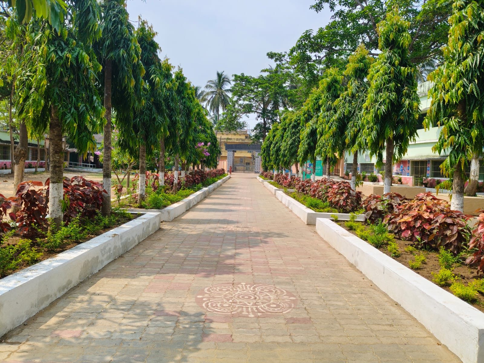 Tree-lined pathway on the campus of PM SHRI Govt. High School, Balugaon